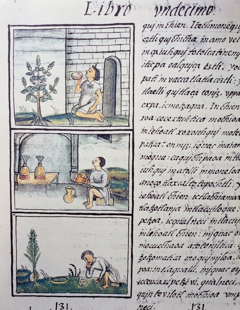 Plantas comestíveis, página do Livro XI do Codex Florentino, versão bilíngue em espanhol e Nahuatl, História Geral das Coisas da Nova Espanha, do missionário espanhol Fray Bernardino de Sahagun (1499-1590). A civilização asteca de William M. Timlin