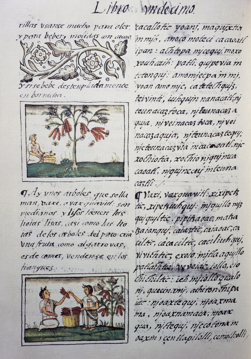 Plantas comestíveis, feijão vermelho, página do Livro XI do Códice Florentino, versão bilíngue em espanhol e Nahuatl, História Geral das Coisas da Nova Espanha, do missionário espanhol Fray Bernardino de Sahagun (1499-1590). A civilização asteca de William M. Timlin