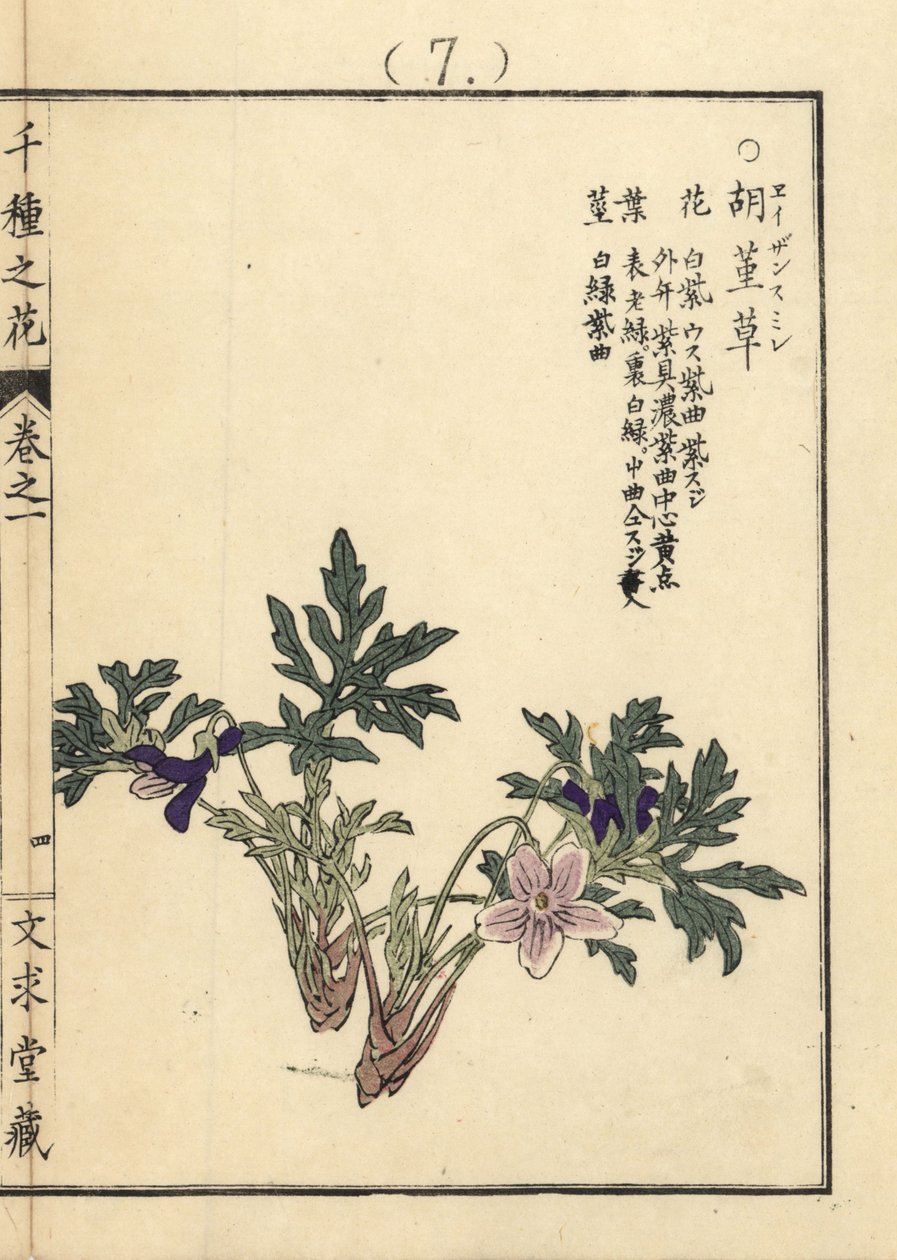 Eizan sumire gold eizan violet, Viola eizanensis. Gravura em xilogravura colorida à mão por Kono Bairei de Senshu no Hana (Mil Variedades de Flores), Bunkyudo, Quioto de Unbekannter Künstler