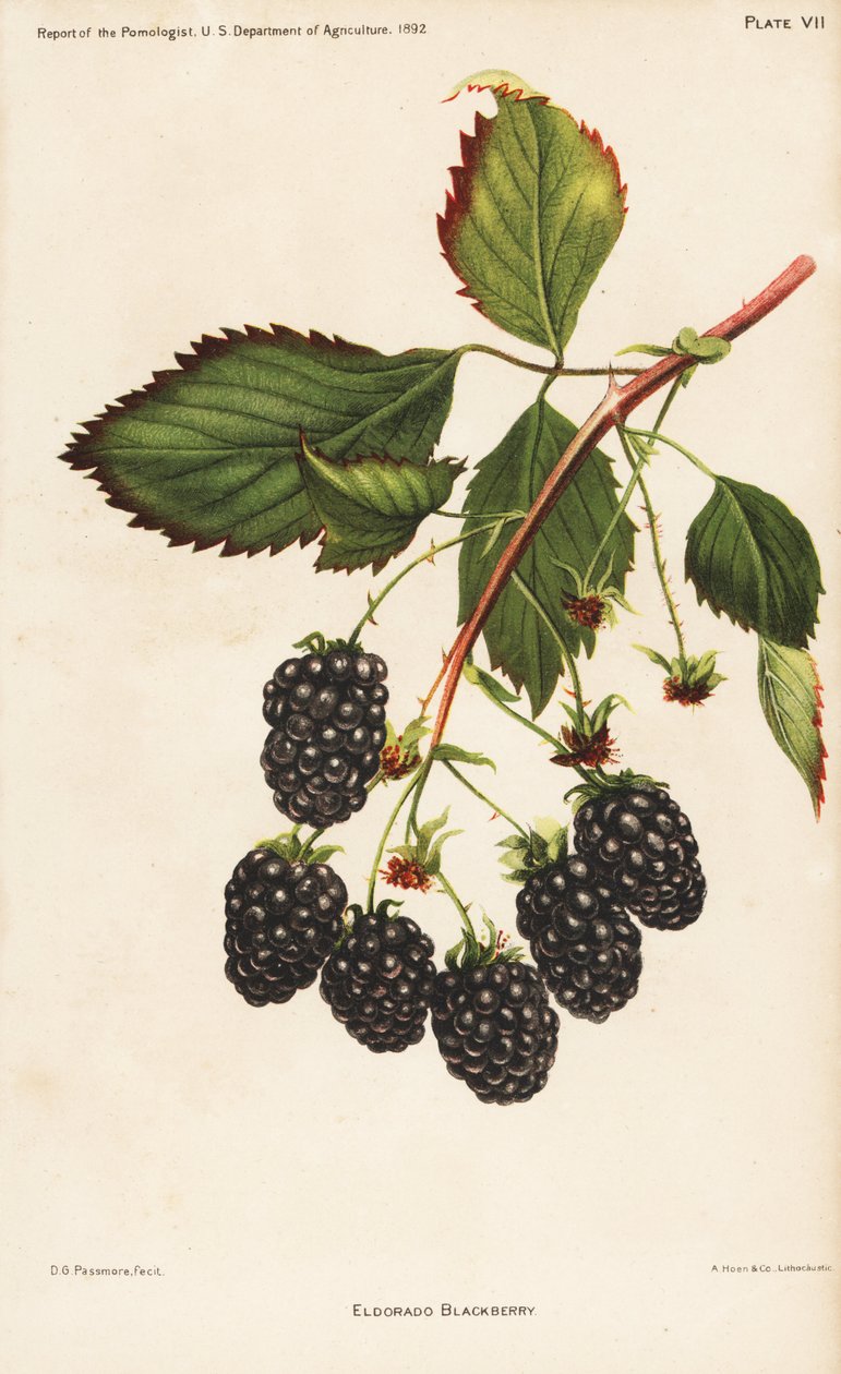 Amora-preta do Eldorado, Rubus fruticosus. Cromolitografia de Hoen a partir de uma ilustração botânica de D.G. Passmore do Report of the Pomologist, US Department of Agriculture de Unbekannter Künstler