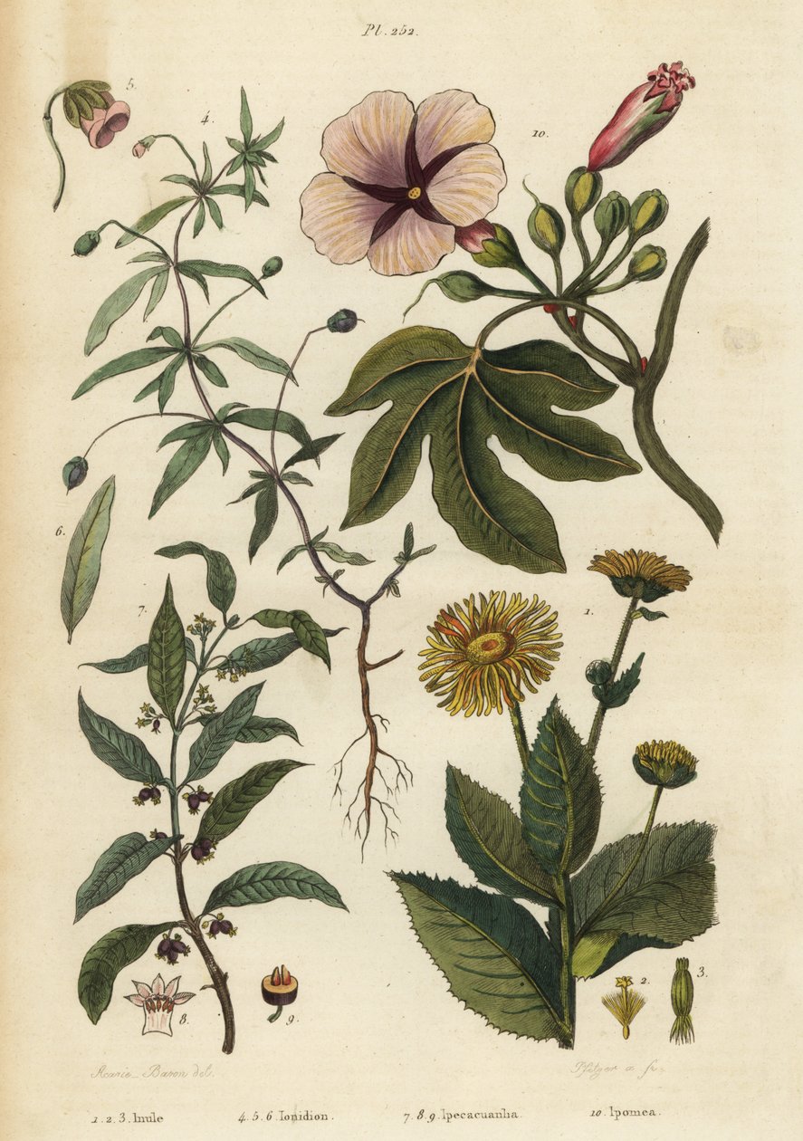 Elecampane, Inula helenium 1-3, violeta verde, Hybanthus species Ionidium polygalifolium 4-6, ipecacuanha, Carapichea ipecacuanha 7-9, e morning glory, Ipomoea insignis 10 de Unbekannt