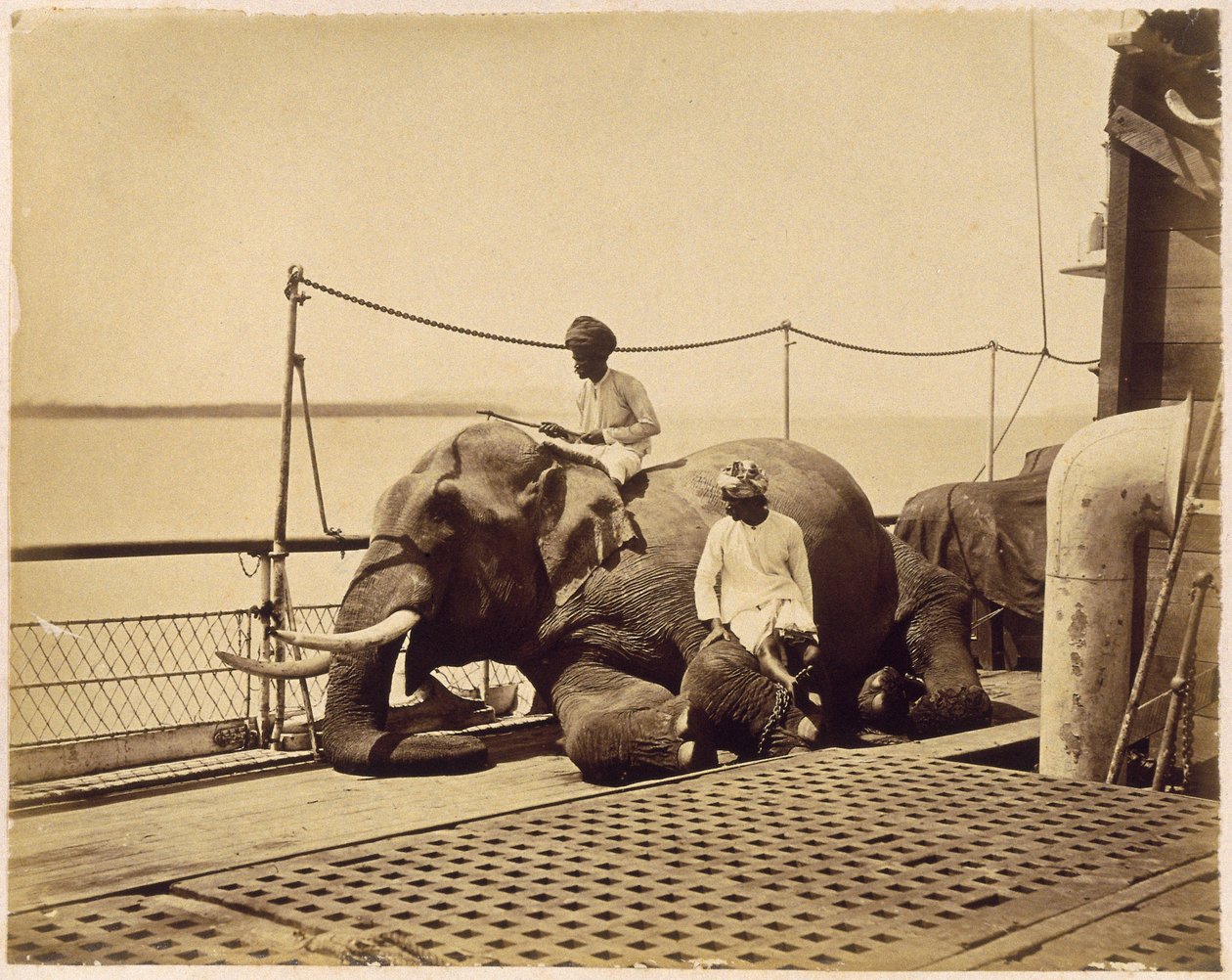 Elefante no convés de um navio, Penang, Malaia de Unbekannt