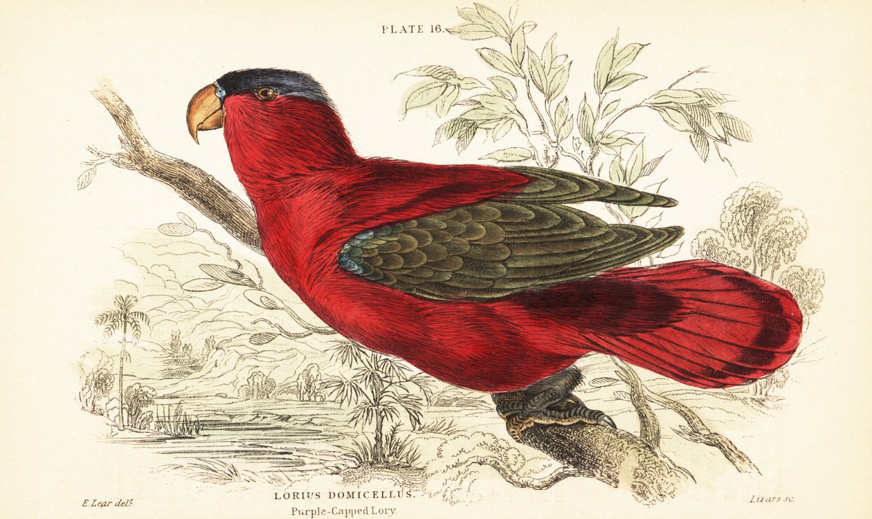 Lóris de nuca roxa em extinção, Lorius domicella. 1889 (gravura) de Unbekannter Künstler
