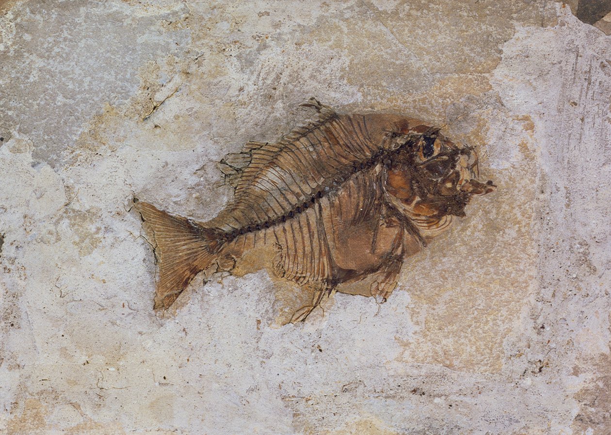 Ephippus oblongus (Fish Fossil) encontrado em Monte Bolca, perto de Verona, Itália, Período Eocénico (fóssil) de Unbekannt