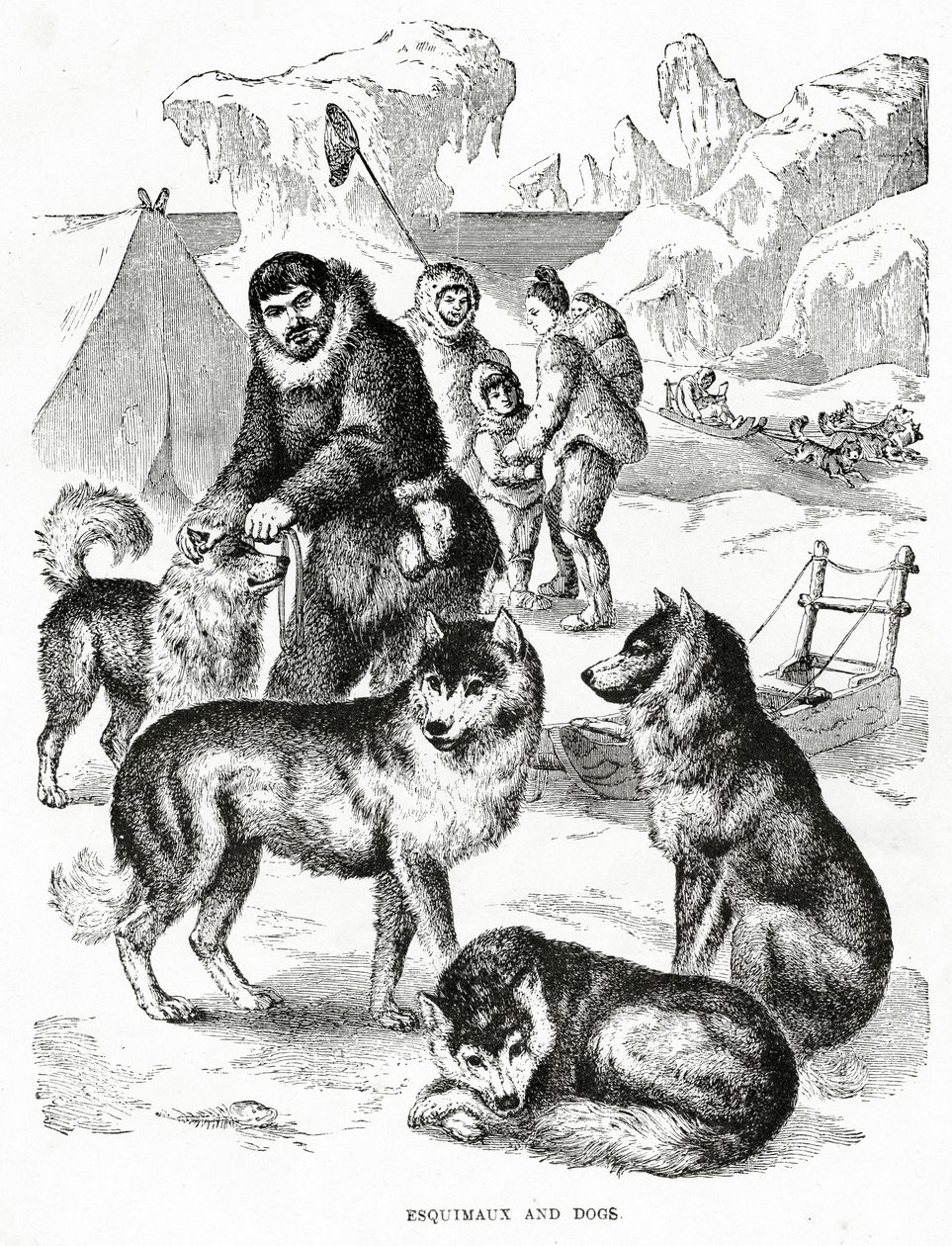 Esquimós e Cães. 1902 (litho) de Unbekannt