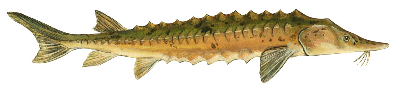Esturjão do lago (Acipenser fulvescens) de Unbekannter Künstler