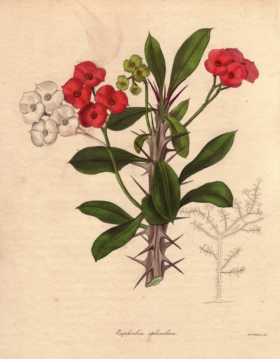 Euphorbia milii. Também chamada epina de Cristo ou coroa de espinhos ou planta de Cristo. Espécie originária de Madagáscar. O seu nome deve-se aos seus caules espinhosos e à sua floração vermelho-carmesim. de Unbekannter Künstler