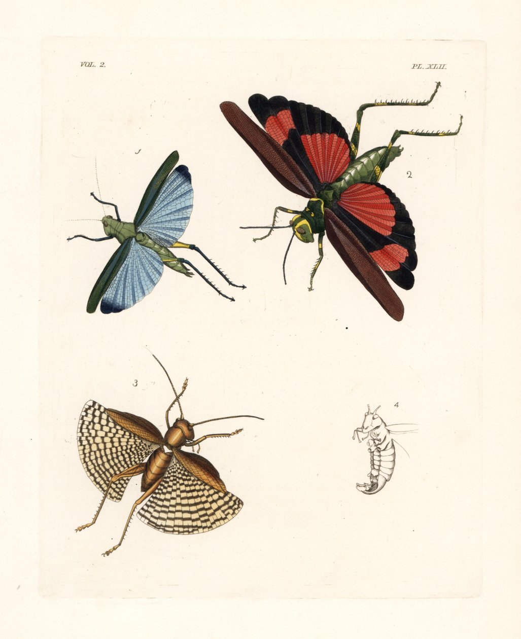 Gafanhoto Eupropacris coeruleus 1, Chromacris miles 2, e Gryllacris tessellata 3. Litografia colorida à mão da nova edição de John O. Westwood de "Illustrations of Exotic Entomology" de Dru Drury, Bohn, Londres de Unbekannter Künstler