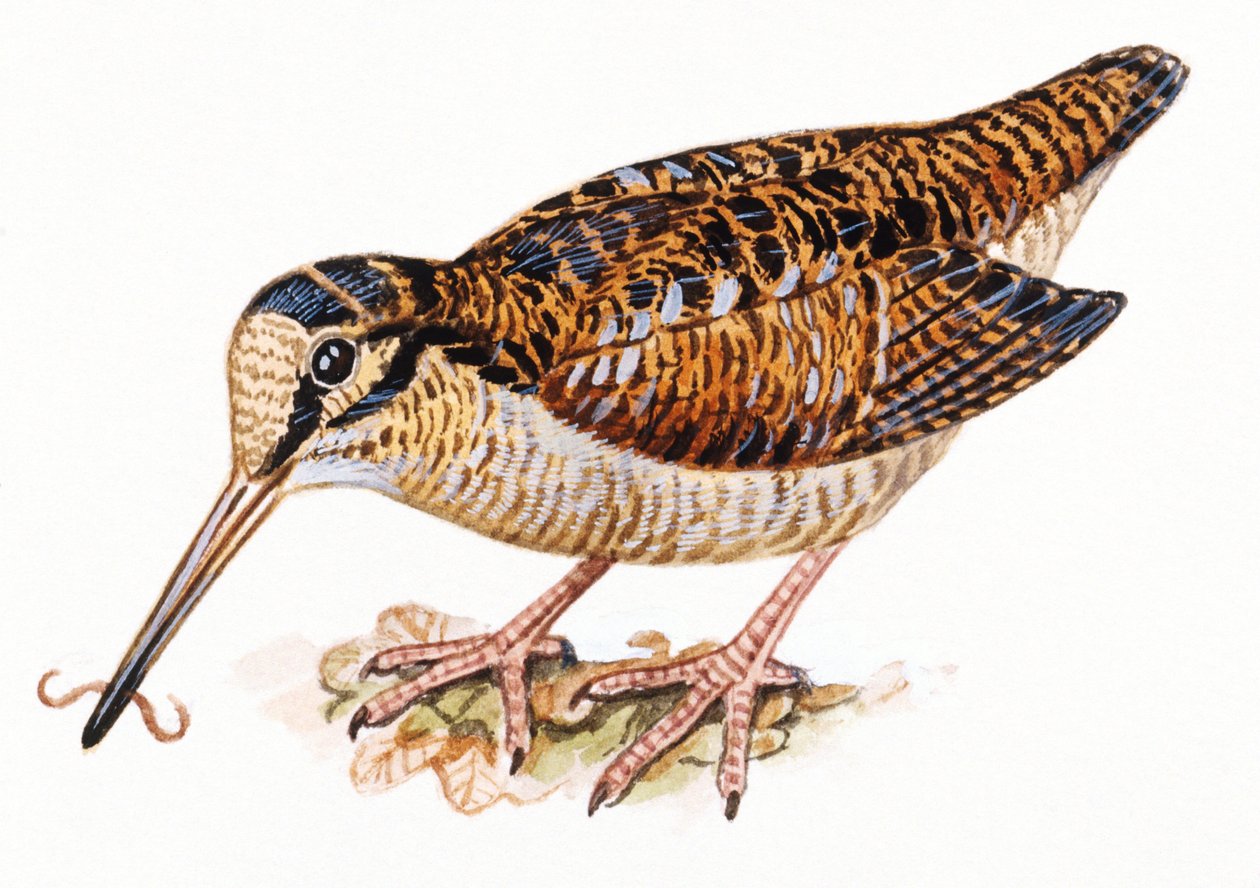 Galinhola Eurasiática, Scopolax rusticola de Unbekannt
