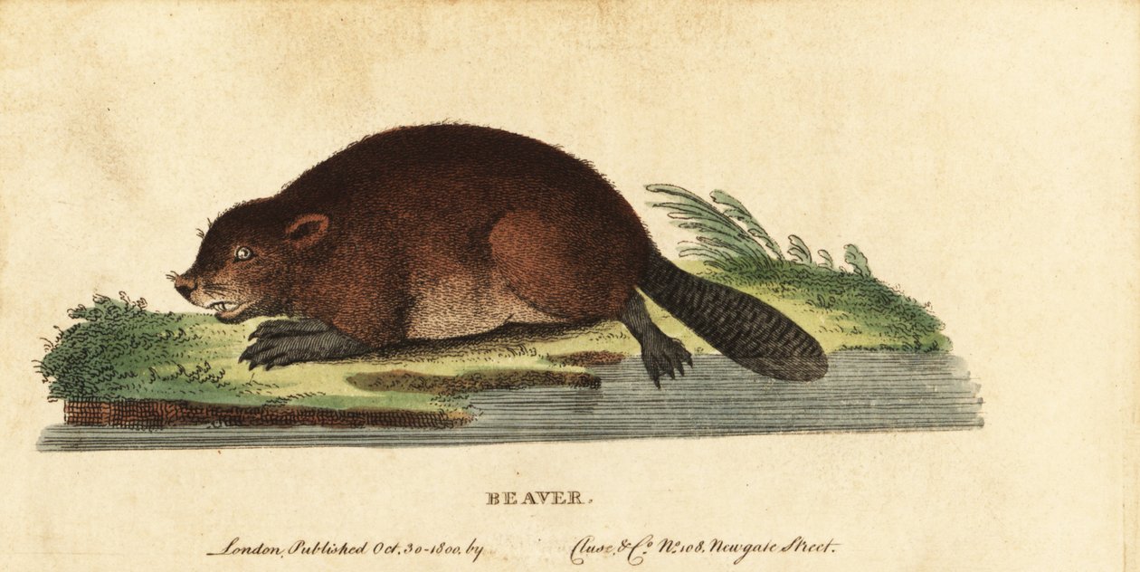 Castor eurasiano, Castor fiber.,1800 (gravura) de Unbekannter Künstler