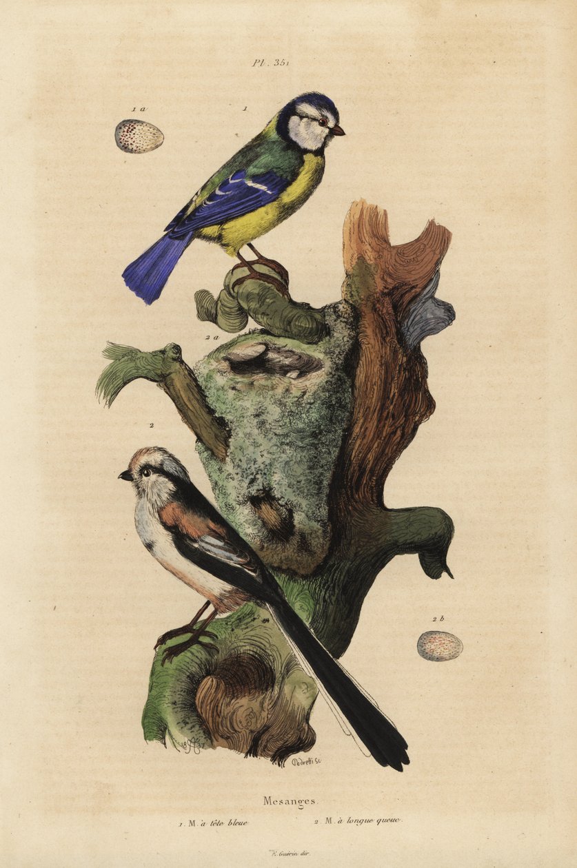 Mama azul eurasiana, Cyanoses caeruleus, e ovo, e mama de cauda longa, Aegithalos caudatus, com ninho e ovo de Unbekannt