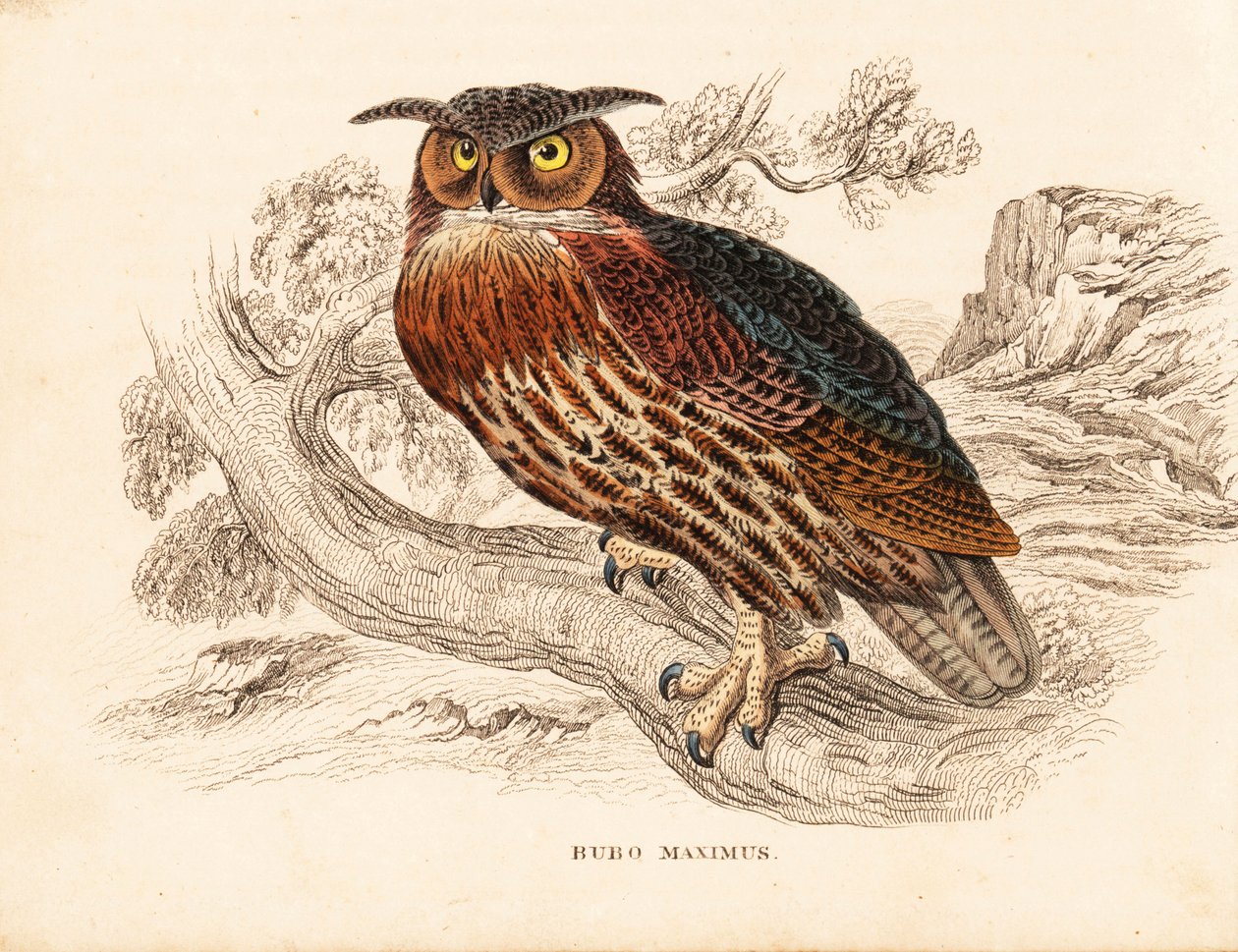 Bubo bubo (mocho-galego, Bubo maximus). Gravura em metal aço colorida à mão da Galeria de História Natural de Georg Friedrich Treitschke, Naturhistorischer Bildersaal des Thierreiches, Liepzig de Unbekannter Künstler
