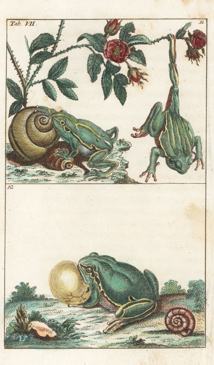 Rãs europeias e italianas - Água forte por Gottlieb Tobias Wilhelm (1758-1811), de Encyclopedia of Natural History: Anfíbios de Unbekannter Künstler