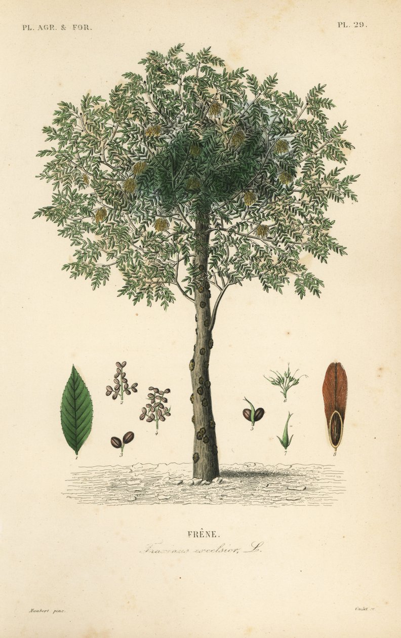 Freixo europeu, Fraxinus excelsior, Frene de Unbekannt