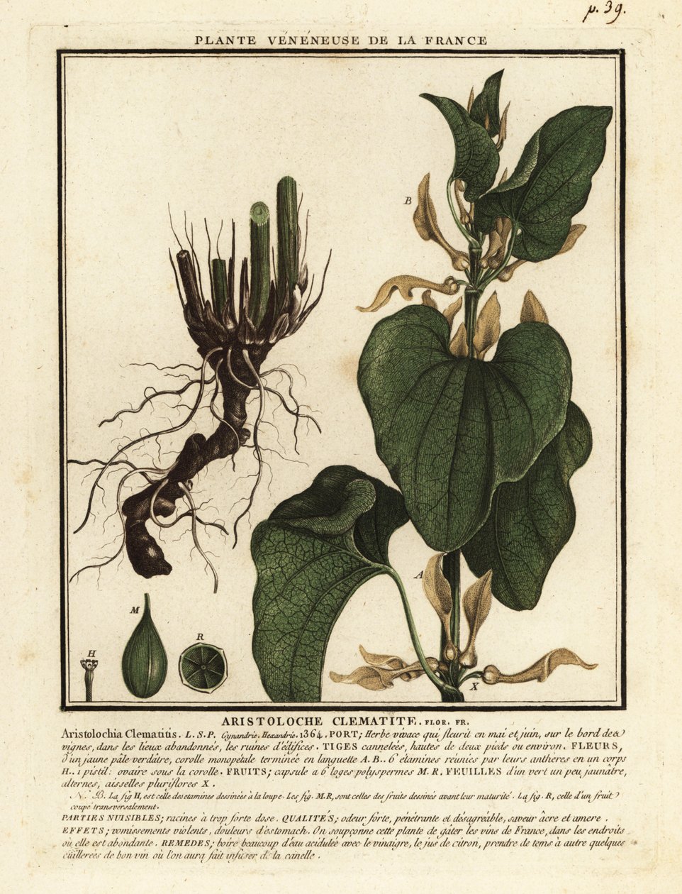 Aristolochia clematitis, aristolochia clematitis europeia. de Unbekannter Künstler
