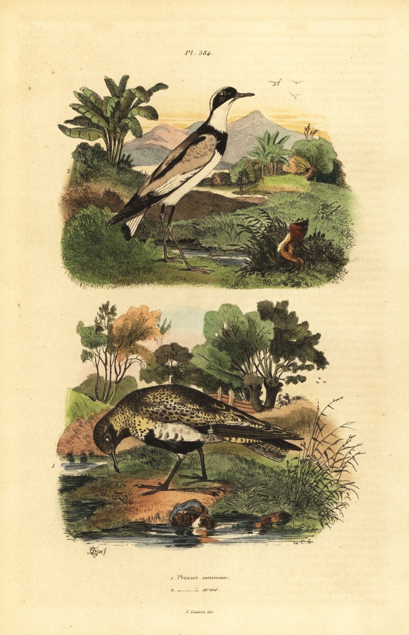 Tarambola-dourada europeia, Pluvialis apricaria e tarambola-anelada, Charadrius hiaticula de Unbekannt