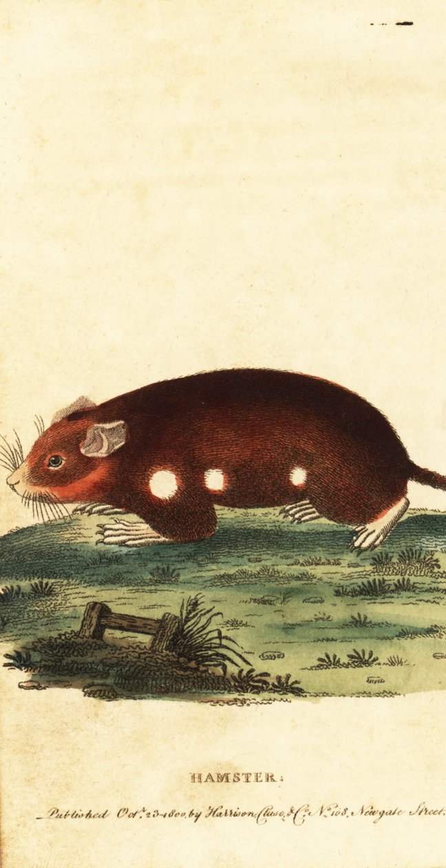 Hamster europeu, Cricetus cricetus. Criticamente em perigo. ,1800 (gravura) de Unbekannter Künstler