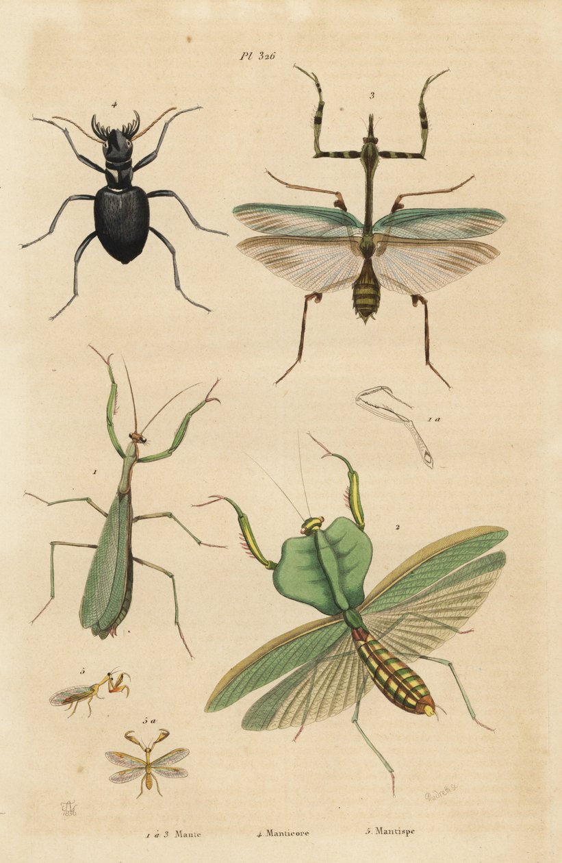 Mantis europeu, Mantis religiosa 1, mantis foliar, Choeradodis rhomboidea 2, besouro tigre, Manticora latipennis 3, mantidfly, Mantispa styriaca 4 de Unbekannt