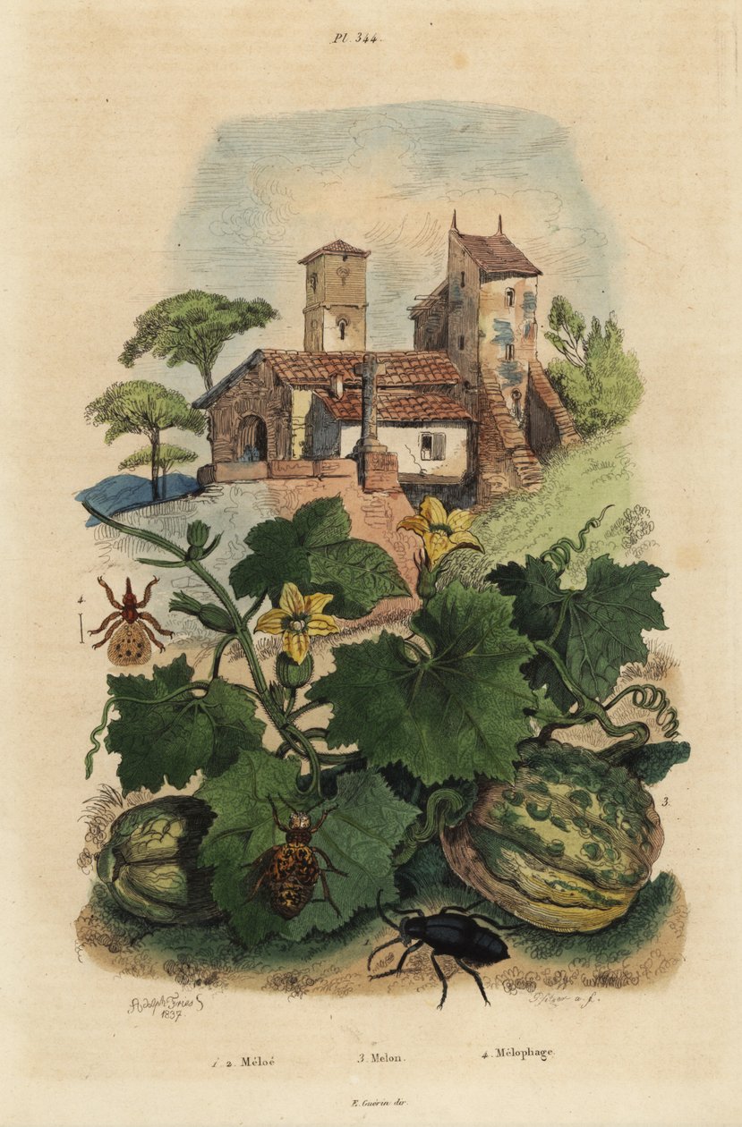 Besouro europeu do petróleo, Meloe proscarabaeus 1,2, Melon de Honfleur, Cucumis melo 3, e Melophagus ovinus 4 de Unbekannt