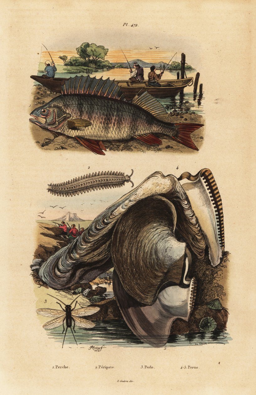 Perca europeia, Perca fluviatilis 1, verme de veludo, Peripatus iuliformis 2, rendas, Perla marginata 3, e ostra pérola, Isognomon isognomum 4. Perche, Peripate, Perle, Perne de Unbekannt