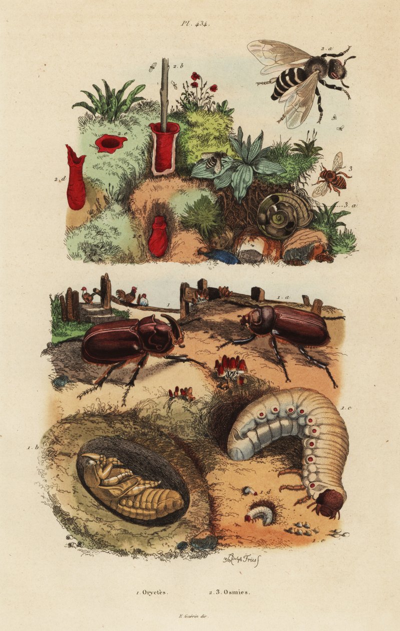 Rinoceronte europeu, Oryctes nasicornis, pupa e larva, abelha dos pomares europeus, Osmia cornuta, e ninho de Unbekannt