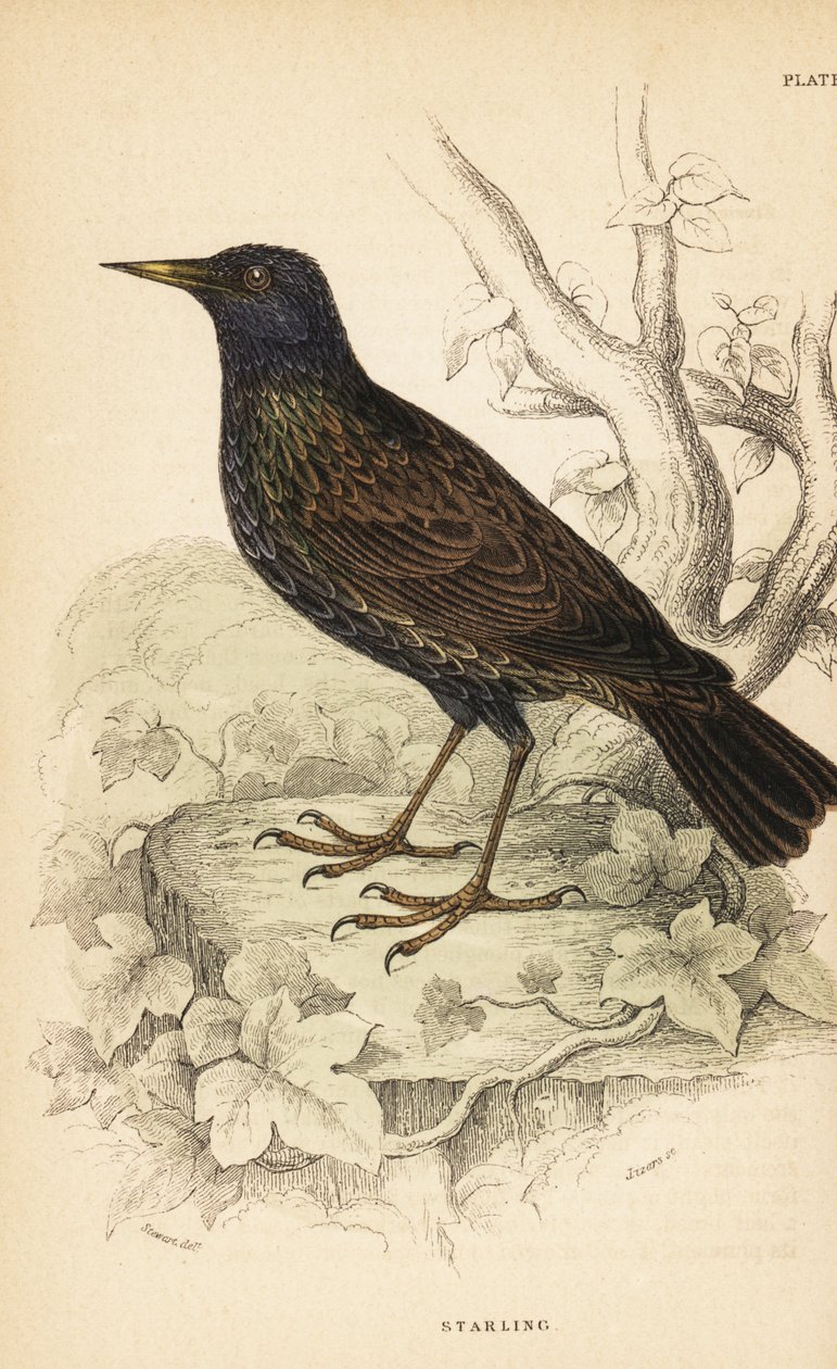 Estorninho europeu, Sturnus vulgaris.1889 (gravura) de Unbekannter Künstler