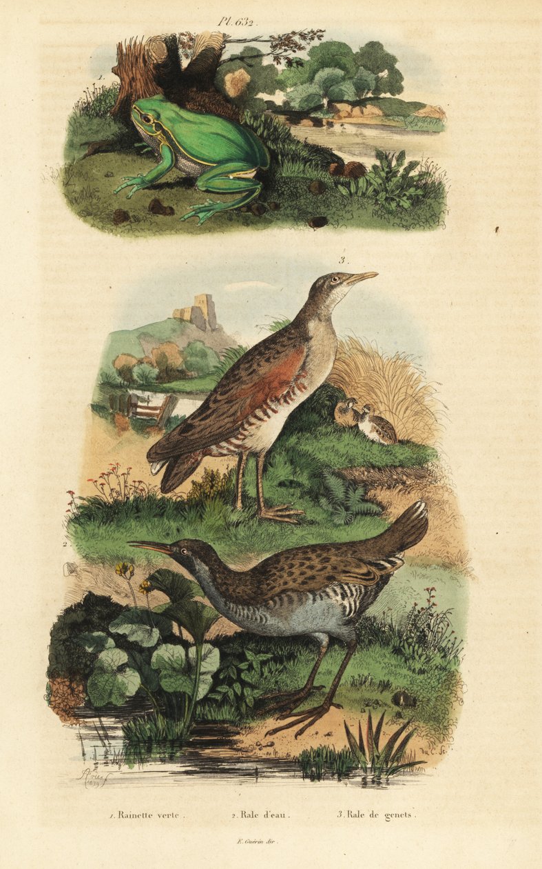 Rã das árvores européias, Hyla arborea, trilho de água, Rallus aquaticus, e crex crex de milho ou landrail de Unbekannt