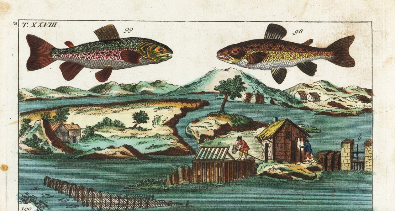 Truta europeia - Técnica de pesca que utiliza rápidos artificiais para capturar peixes - Truta marinha, Salmo trutta trutta 98, salvelino, Salvelinus alpinus alpinus 99, e métodos de pesca que utilizam rápidos artificiais num rio para capturar salmão em gr de Unbekannter Künstler