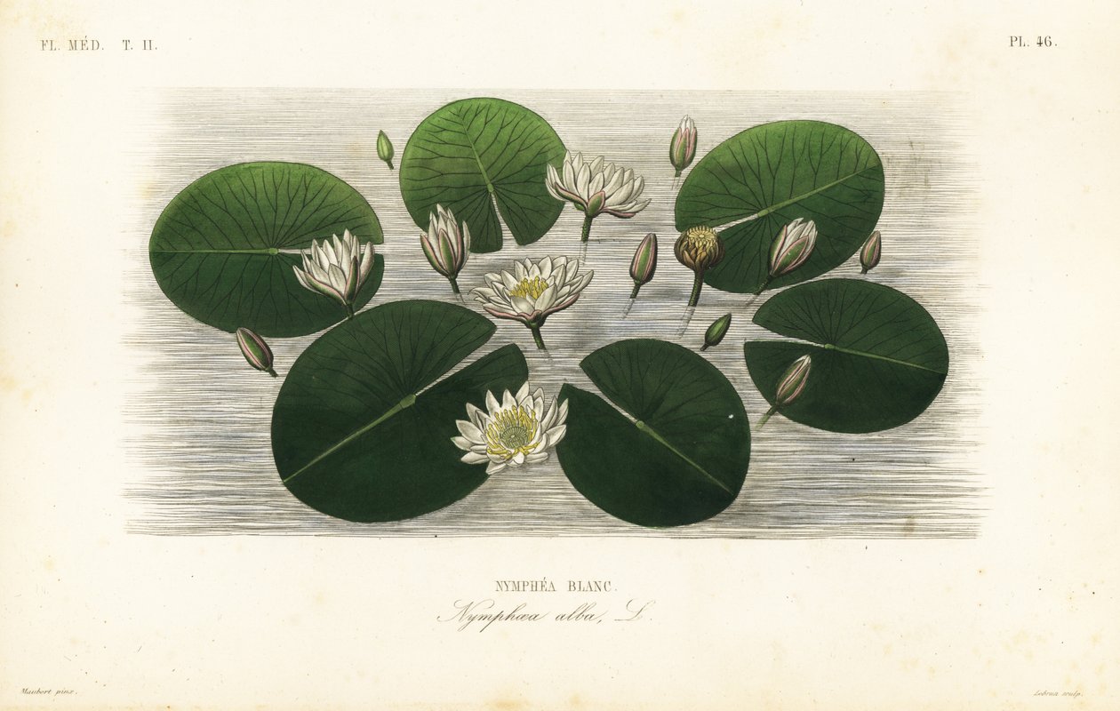 Ninfaea alba, Nymphaea alba, Nymphea blanc, Nymphea blanc, Nymphaea alba de Unbekannt