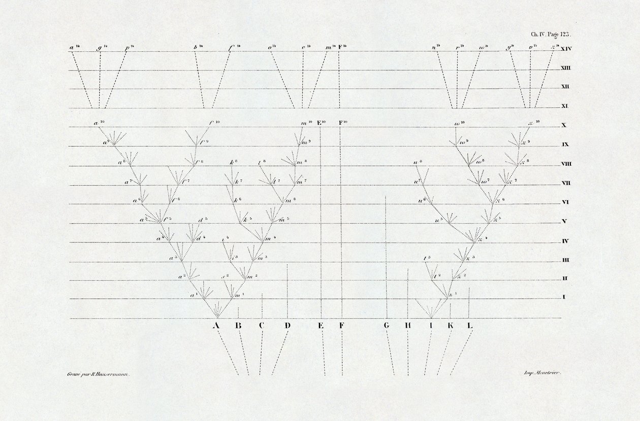 Evolucionismo: esquema de evolução derivado de "A origem das espécies através da seleção natural ou a luta pela existência na natureza" de Charles Darwin (1809-1882) de Unbekannter Künstler