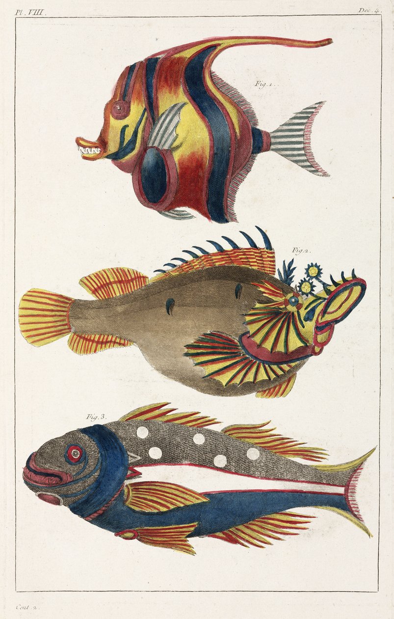 Peixes exóticos das Molucas de Unbekannt