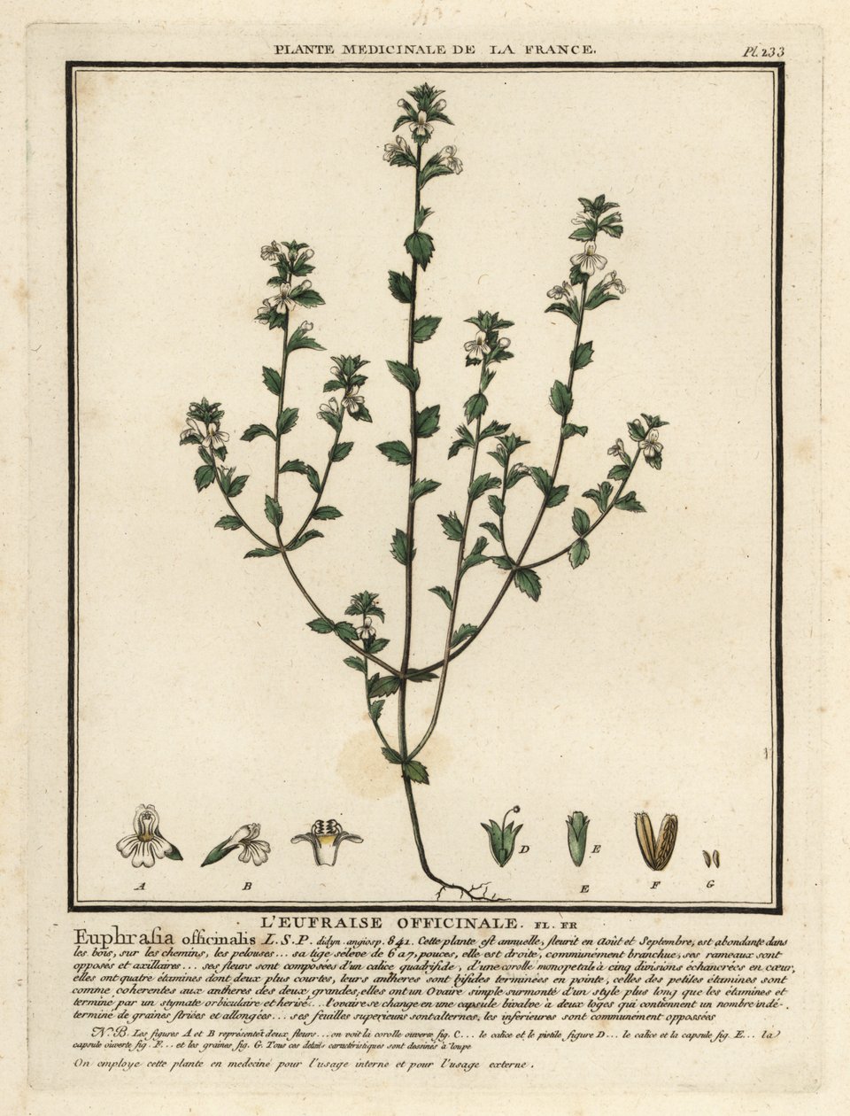 Eyebright, Euphrasia rostkoviana. de Unbekannter Künstler