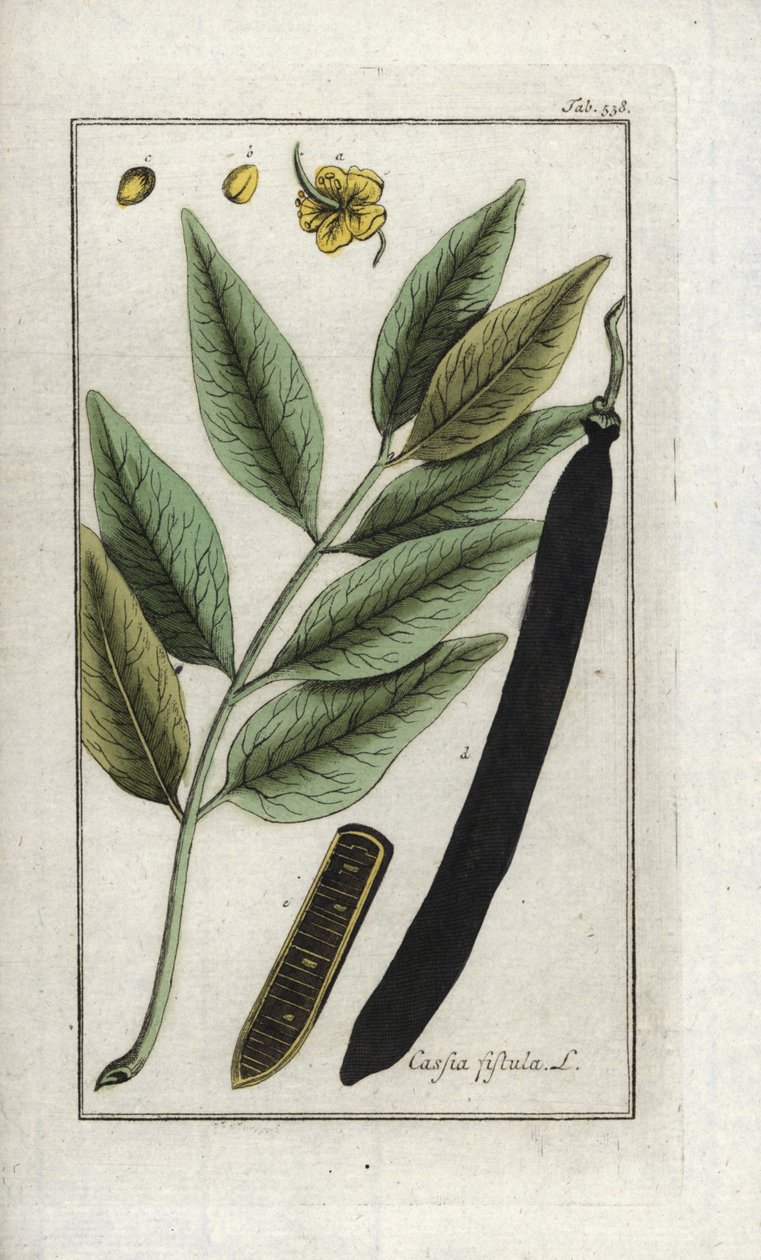 Falsa sene, falsa alfarrobeira, chuva dourada ou canéfala (Cassia fistula). Litografia de "Afbeelding der Artseny-Gewassen" de Johannes Zorn (1739-1799), Países Baixos de Unbekannter Künstler