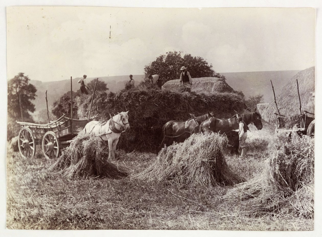Cenas de Agricultura, Colheita e Armazenamento, Colheita Pré-1900, c 1890 de Unbekannt
