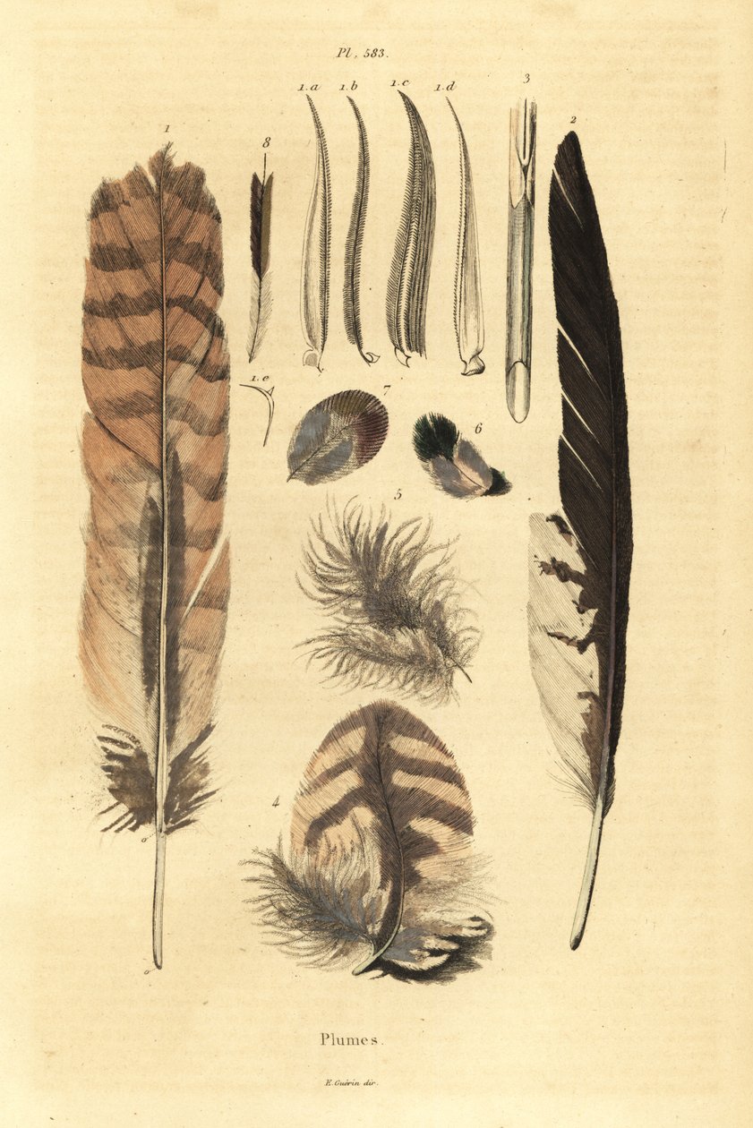 Penas, plumas, anatomia das aves de Unbekannt