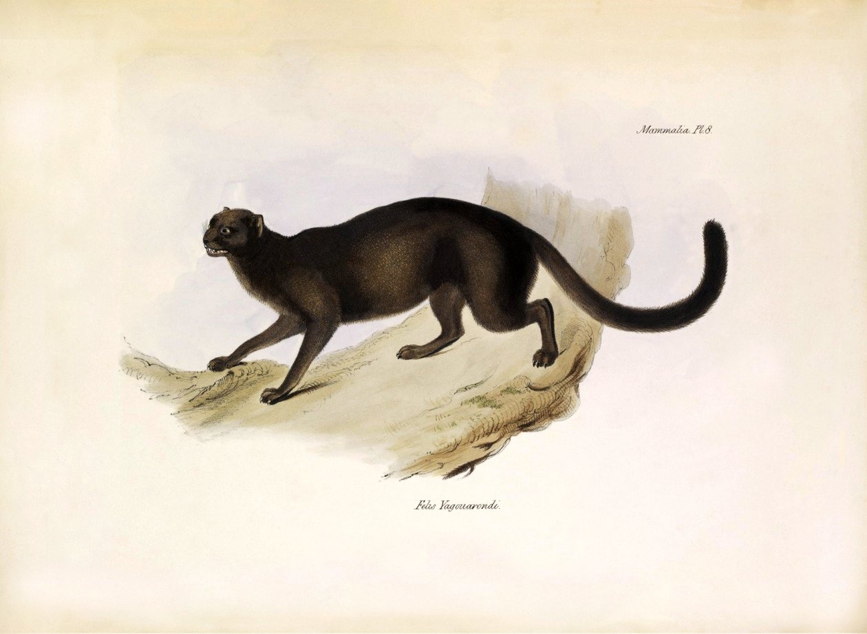 Felis Yagouarondi Jaguarondi ou eyra ou gato-lontra, felino americano descrito por Charles Darwin durante a sua expedição a bordo do Beagle. Placa de "The zoology of the voyage of H.M.S. Beagle. described by John Gould, with notice of their habits by Charl de Unbekannter Künstler