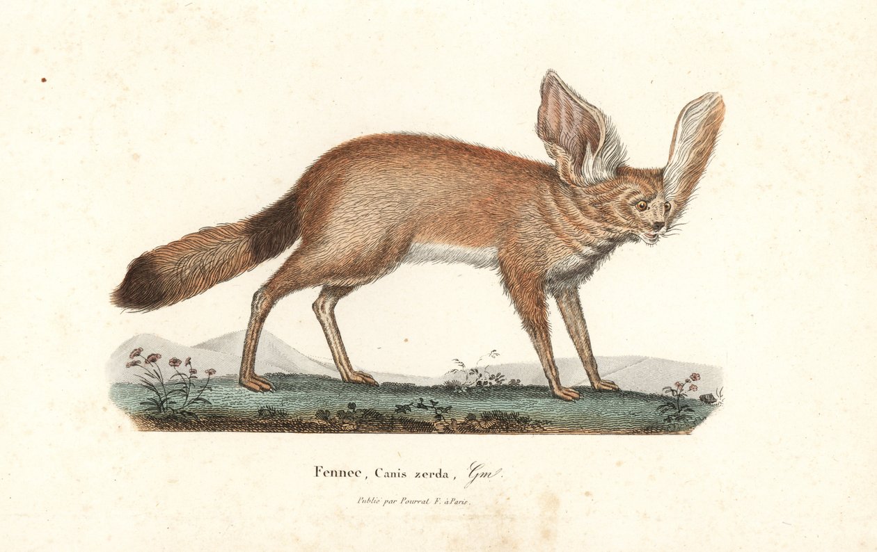 Raposa de Fennec ou fennec, Vulpes zerda. Gravura em chapa de cobre colorida à mão, de René Primevere Lesson, Complements de Buffon, Pourrat Freres, Paris de Unbekannter Künstler