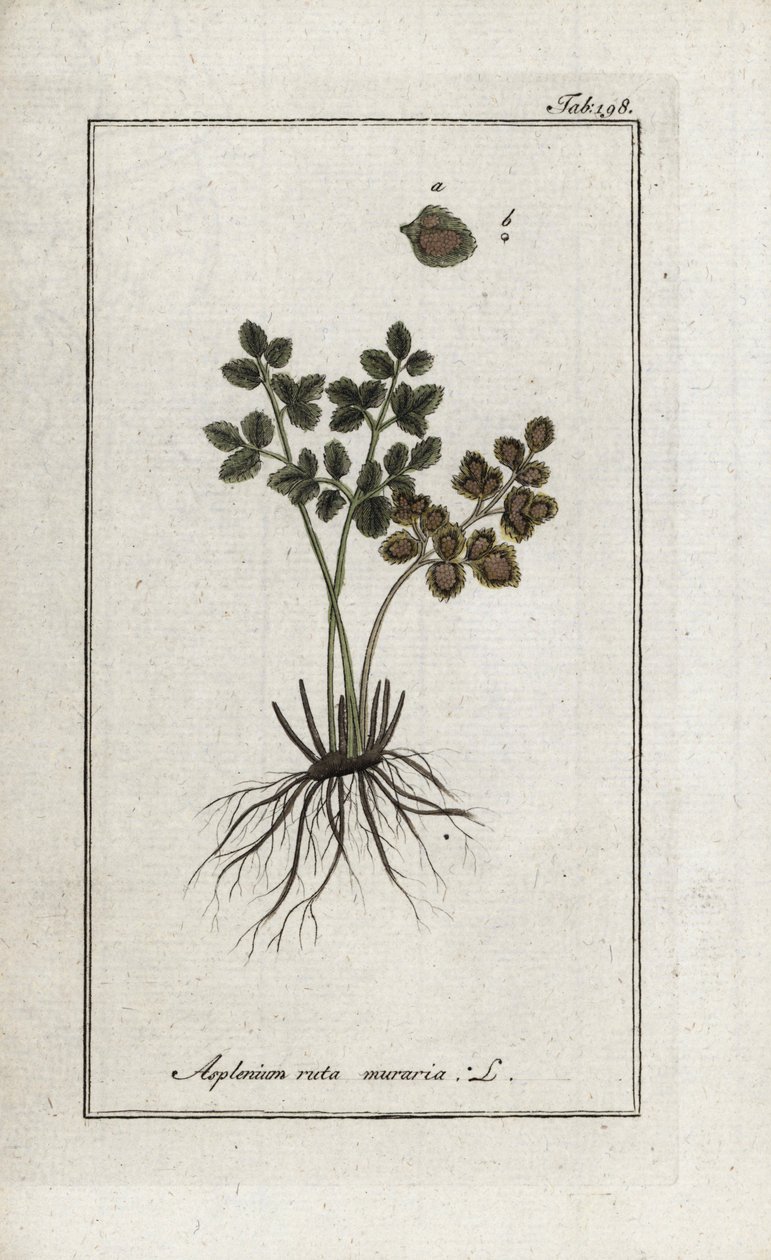 Feto doradilla dos muros ou asplenia rua dos muros (Asplenium ruta muraria). Litografia de "Afbeelding der Artseny-Gewassen" de Johannes Zorn (1739-1799), Países Baixos de Unbekannter Künstler
