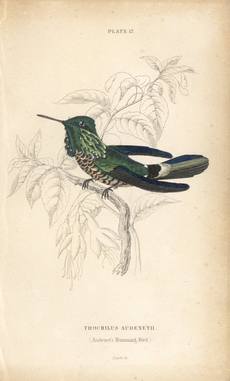 Coquete festivo, Lophornis chalybeus (colibri de Audenet, Trochilus audenetii). Gravura em metal aço colorida à mão por William Lizars da Naturalist