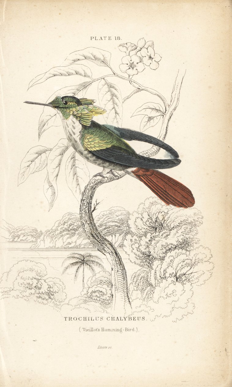 Coquete festivo, Lophornis chalybeus (colibri de Vieillot, Trochilus chalybeus). Gravura em metal aço colorida à mão por William Lizars da Naturalist