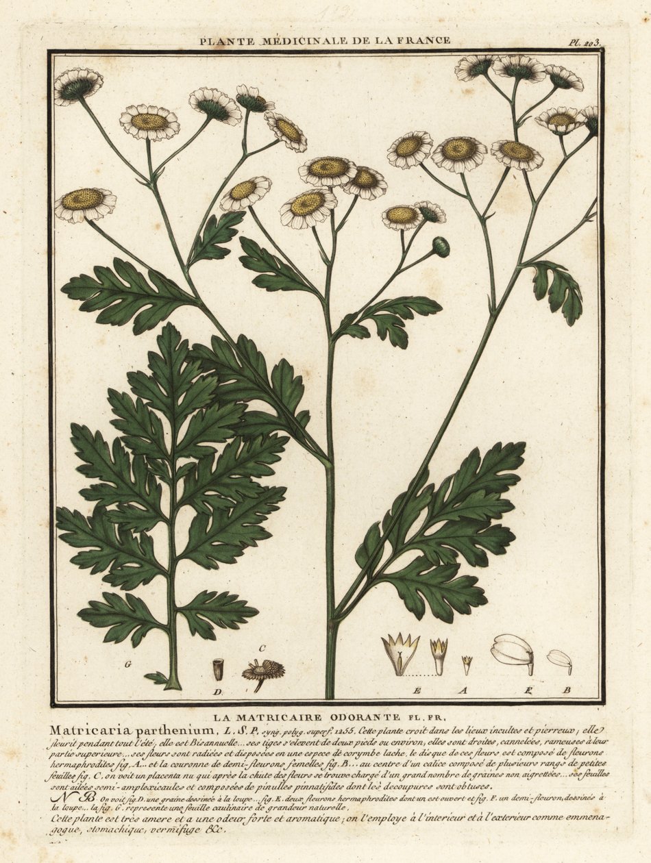 Matricária, Tanacetum parthenium. de Unbekannter Künstler