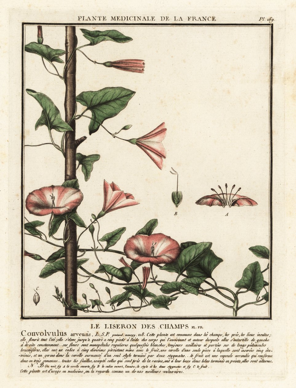 Trepadeira de campo, Convolvulus arvensis. de Unbekannter Künstler