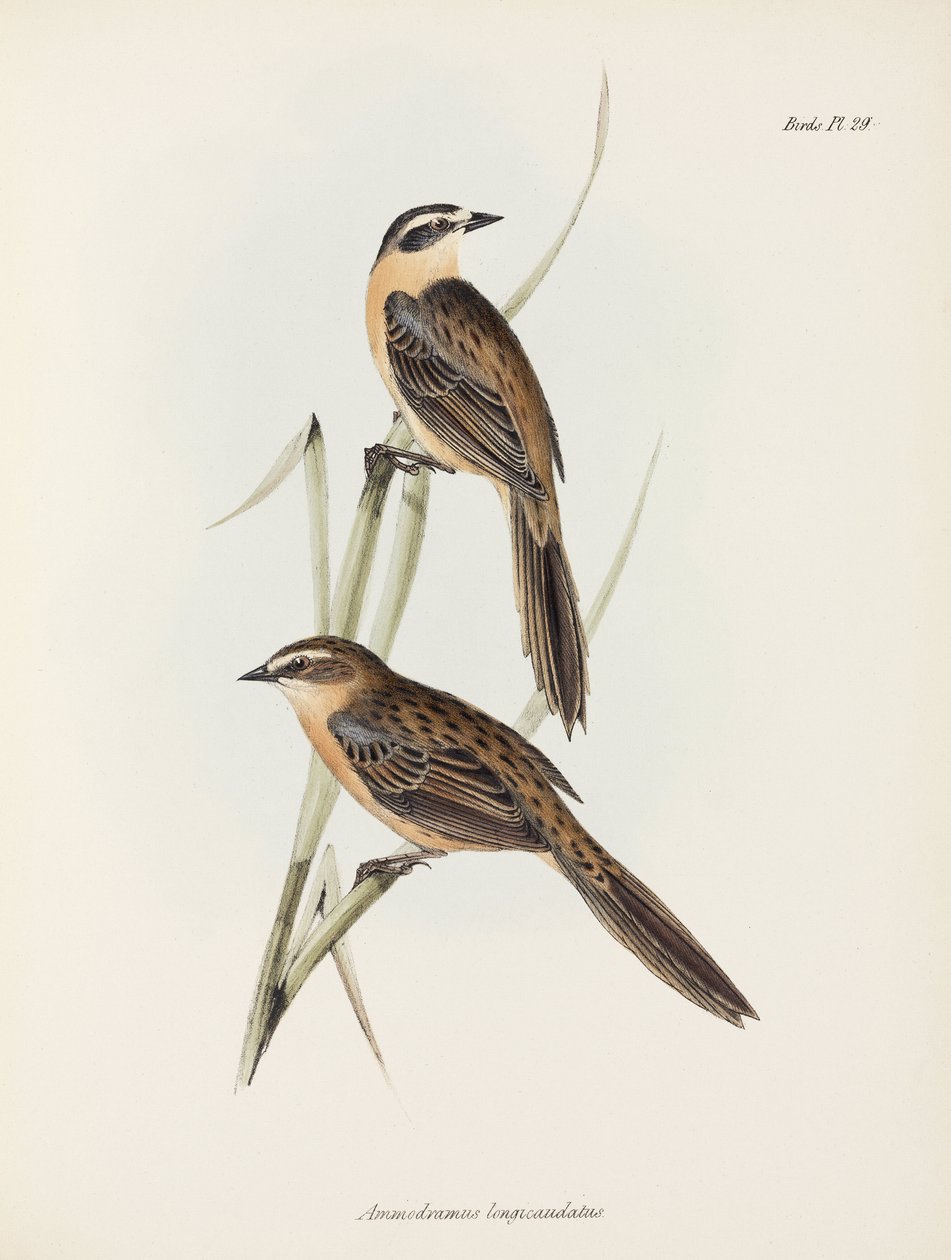 Finch, c 1832-1836 de Unbekannter Künstler