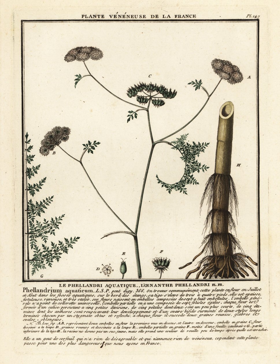 Dropwort de água de folha fina, Oenanthe aquatica. de Unbekannter Künstler