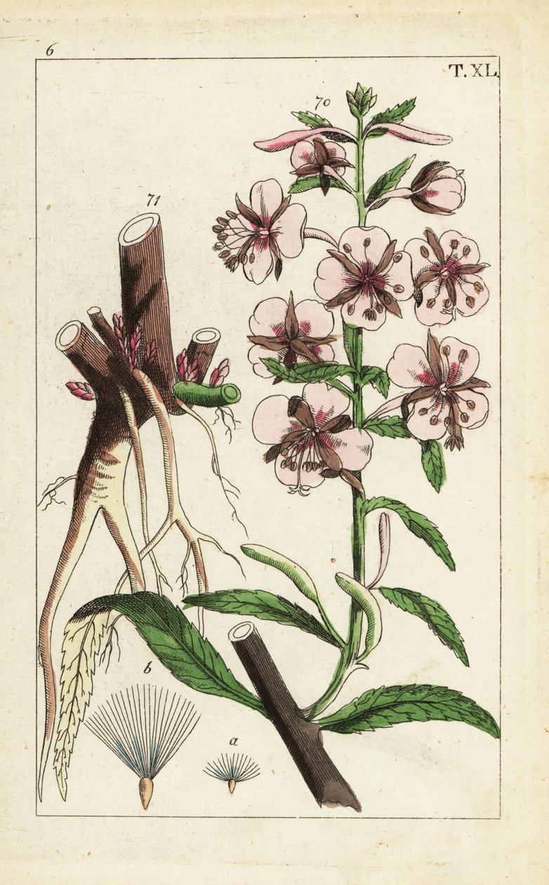 Fireweed, Epilobium angustifolium. de Unbekannter Künstler