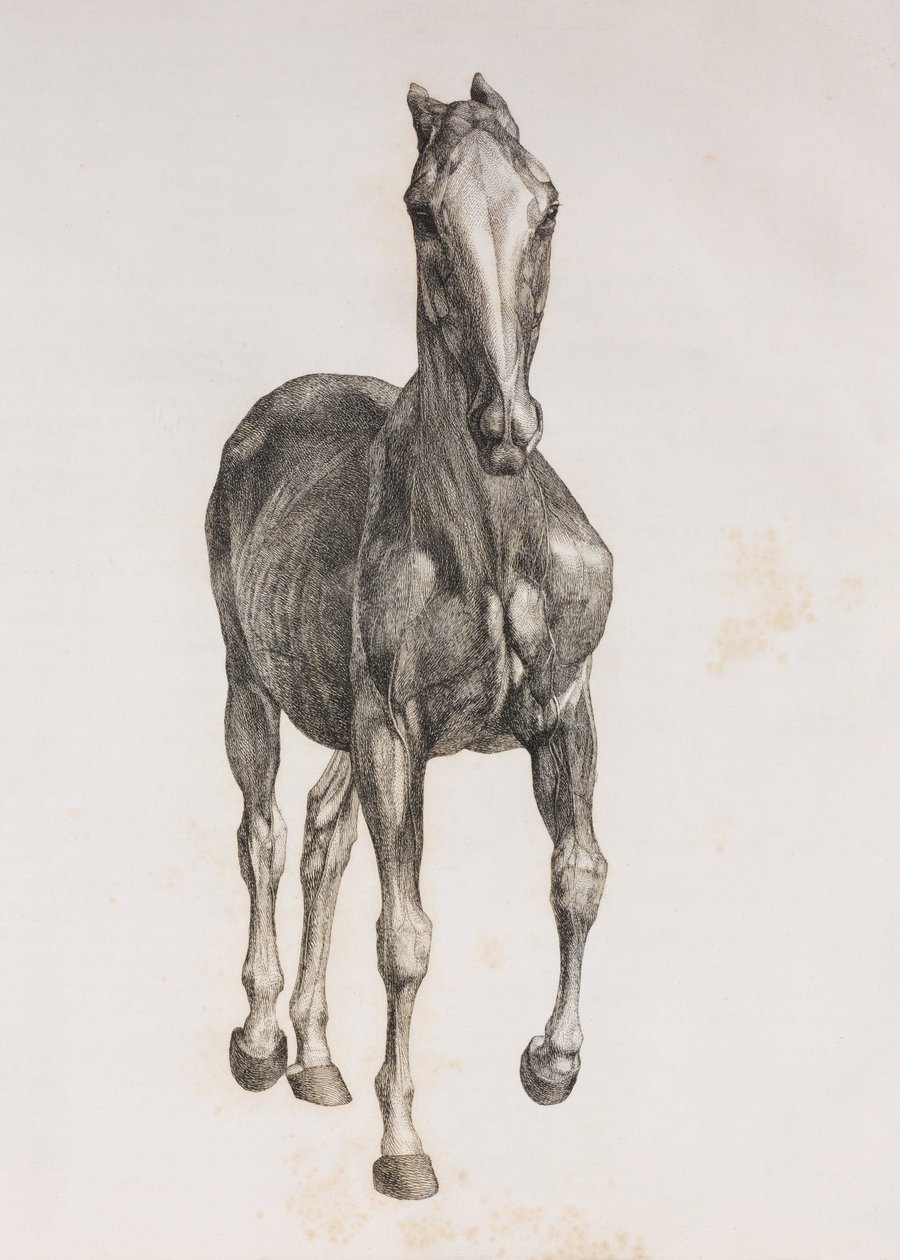 Primeira camada dissecada de um cavalo, vista frontal de Unbekannt