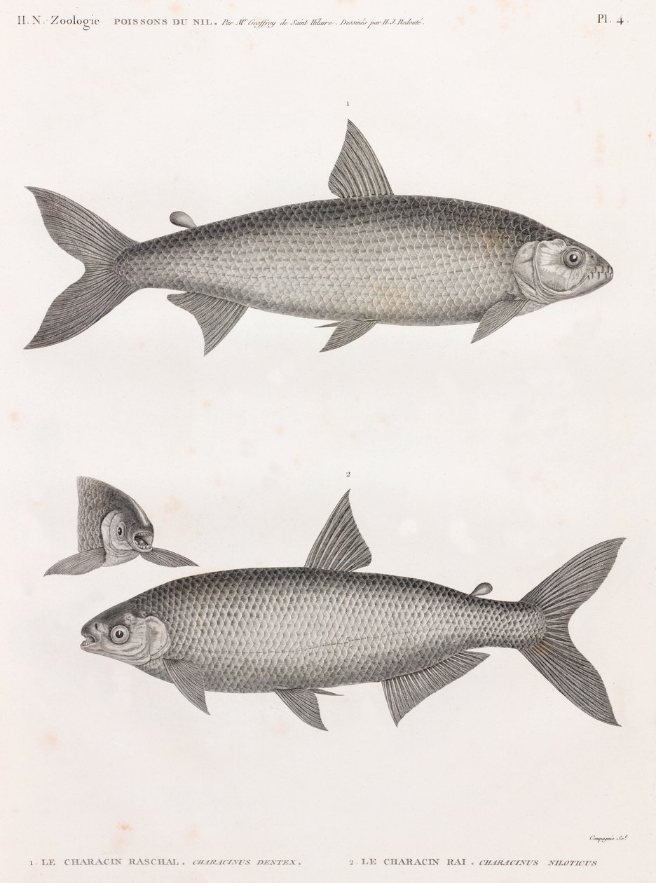 Peixe: Le Characin de Unbekannt
