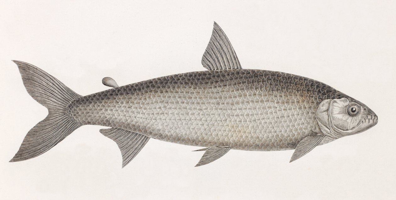 Peixe: Le Characin de Unbekannt
