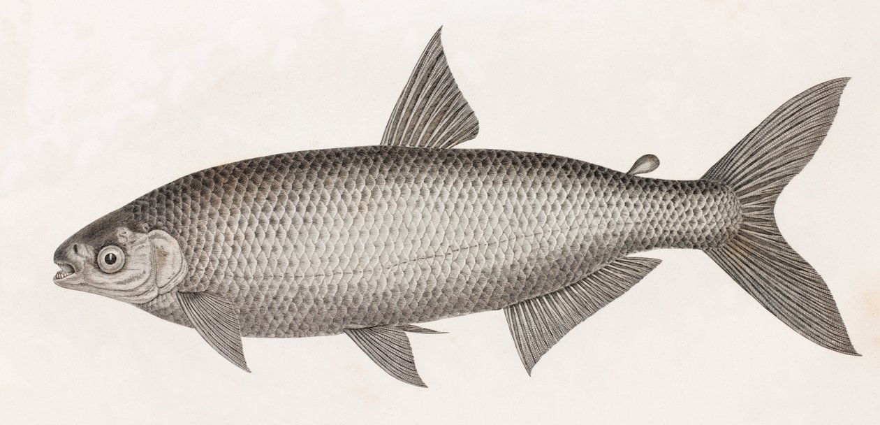 Peixe: Le Characin de Unbekannt