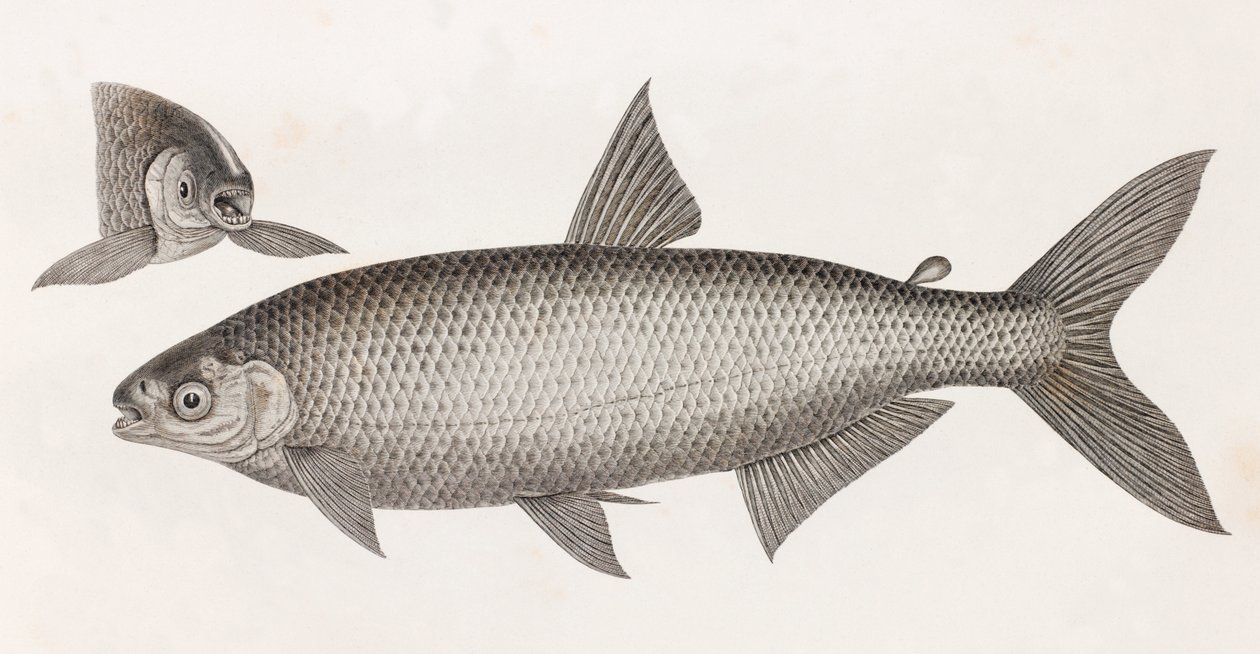 Peixe: Le Characin de Unbekannt